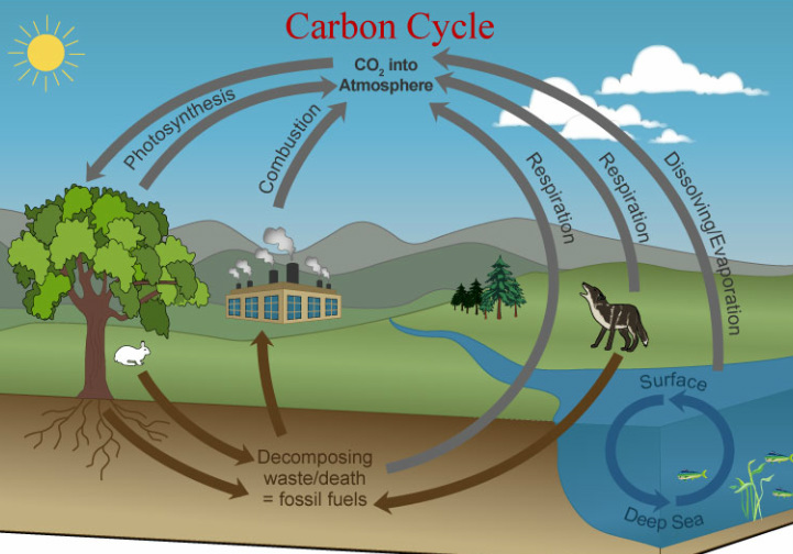 where does carbon cycle come from