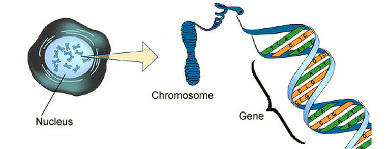 Genes  Chromosome And Dna - Castell Alun High School